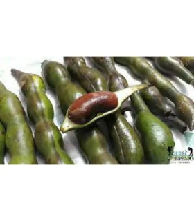 Balú o Cachafruto-libra