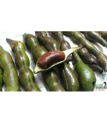 Balú o Cachafruto-libra