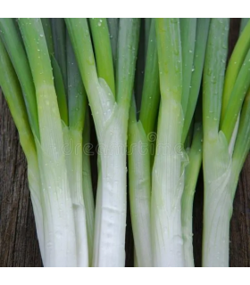 Cebolla larga-libra