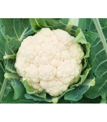 Coliflor-unidad