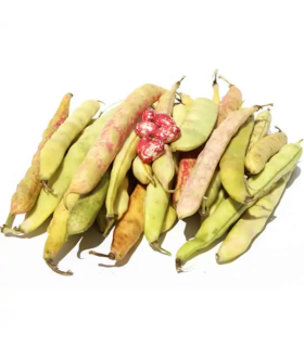 Frijol de vaina -libra