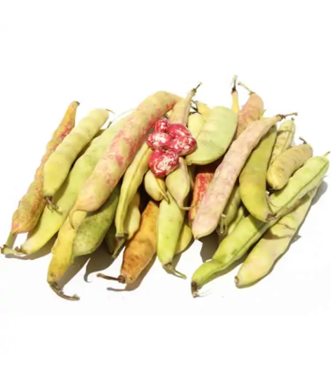 Frijol de vaina -libra