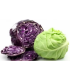 Repollo Verde  o Morado - unidad