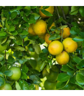 Naranja Valencia-libra