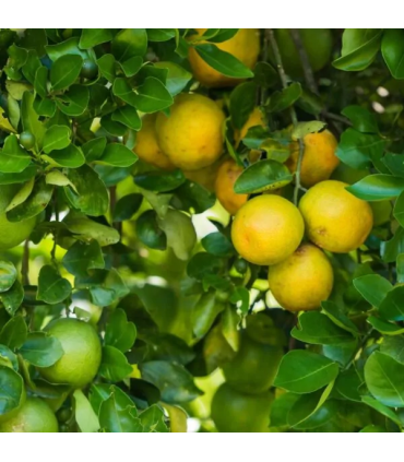 Naranja Valencia-libra