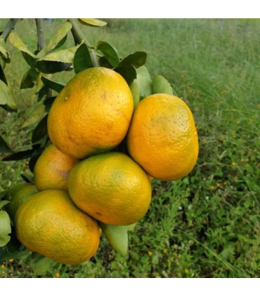 Mandarina Arrayana Primera - docena