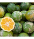 Limón Mandarino - Libra