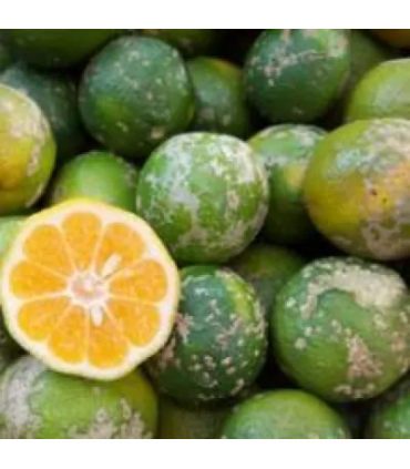 Limón Mandarino - Libra