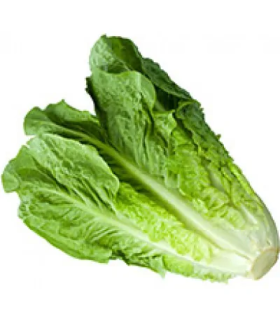 Lechuga romana- unidad