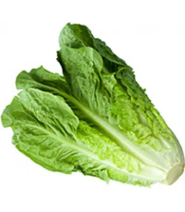 Lechuga romana- unidad
