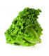 Lechuga crespa verde -unidad