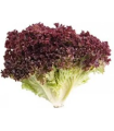 Lechuga crespa morada - unidad