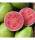 Guayaba Pera -libra
