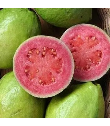 Guayaba Pera -libra